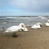 Swans at the beach of Kołobrzeg